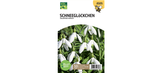 Schneeglöckchen