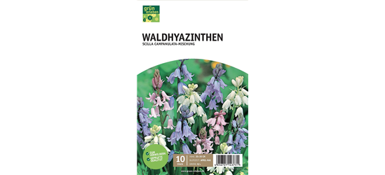 Waldhyazinthen