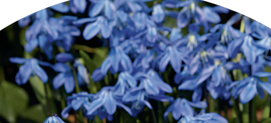 Blausternchen