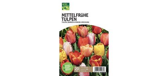 Einfache frühe Tulpen