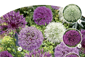 Allium-Sortiment