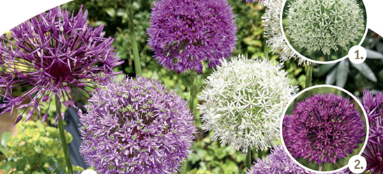 Allium-Sortiment