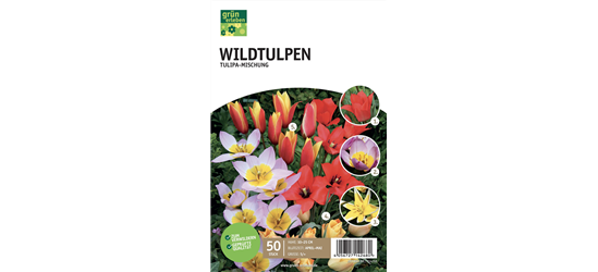 Wildtulpen