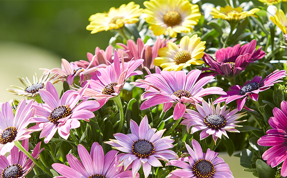Schönes für den Garten - UNSER GARTENKALENDER Schönes für den Garten - UNSER GARTENKALENDER