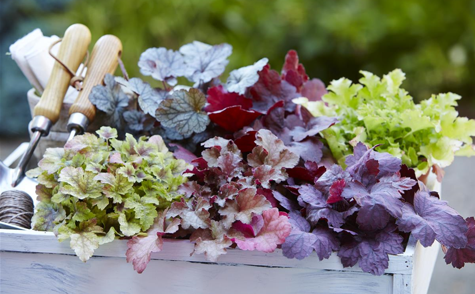 Pflanzideen - Besondere Arrangements Pflanzideen - Besondere Arrangements