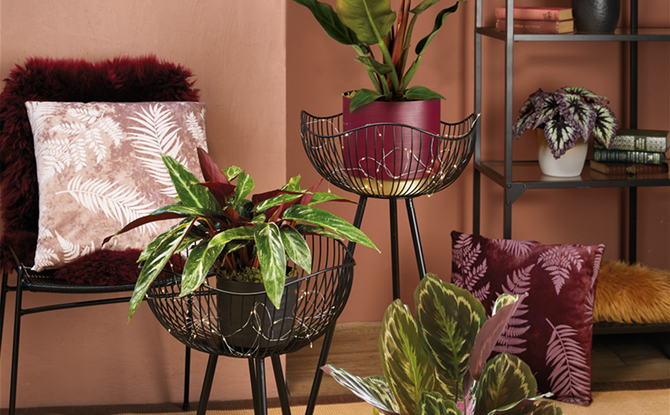 ZIMMERPFLANZEN - BLäTTER UND BLüTEN ZIMMERPFLANZEN - BLäTTER UND BLüTEN