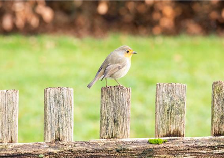 Ganzjahresfütterung von Wildvögeln