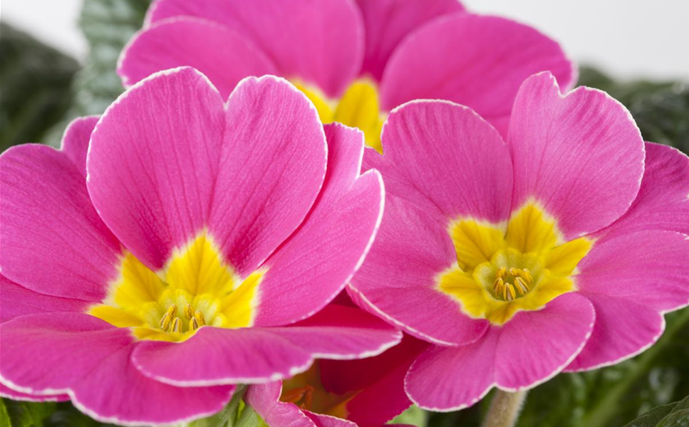 Aktuelles - DIE BESTEN DEKOTIPPS! Aktuelles - DIE BESTEN DEKOTIPPS!