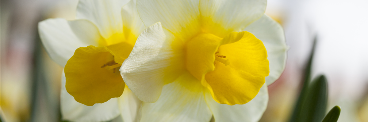 Narcissus Narcissus