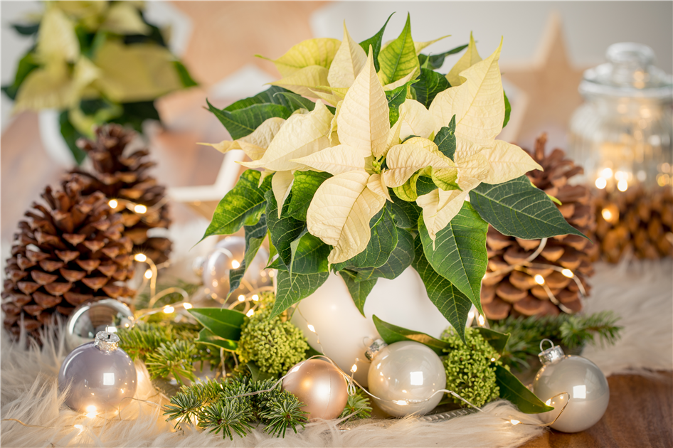 WINTERSCHNHEIT: Weihnachtsstern - grn erleben