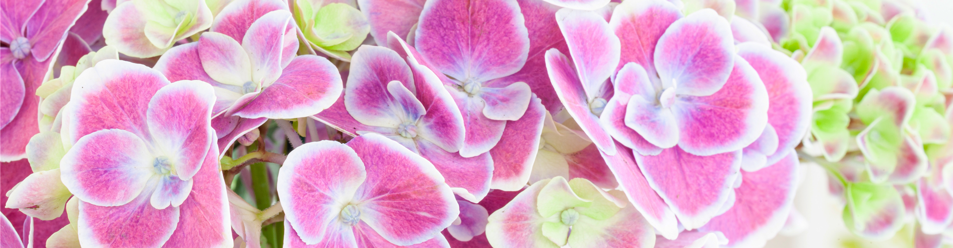 Hydrangea macrophylla, zweifarbig
