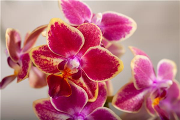 DIE ORCHIDEEN-KLASSIKER DIE ORCHIDEEN-KLASSIKER