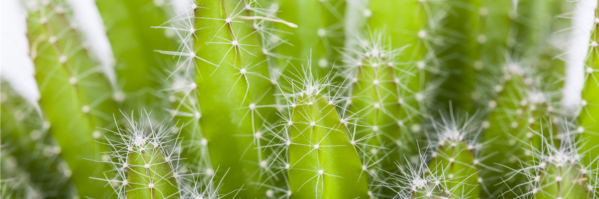 Kakteen Kakteen