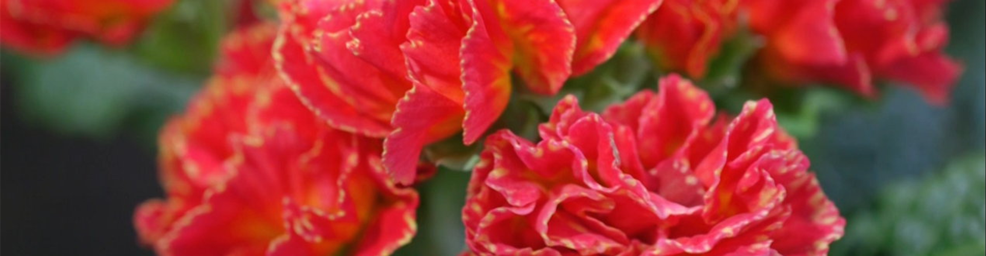 Primeln - Einpflanzen im Garten (thumbnail)