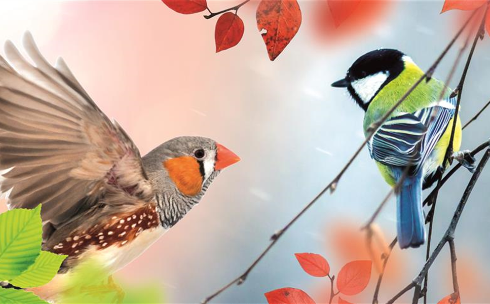 Nistplätze & Futterstationen - ZIMMERSERVICE