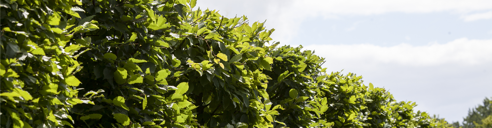 Carpinus betulus 'Frans Fontaine'