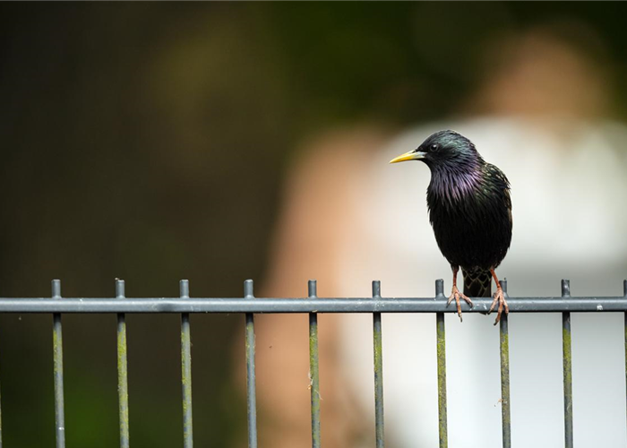 Wildvögel füttern im Winter