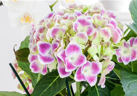 Zimmerhortensie