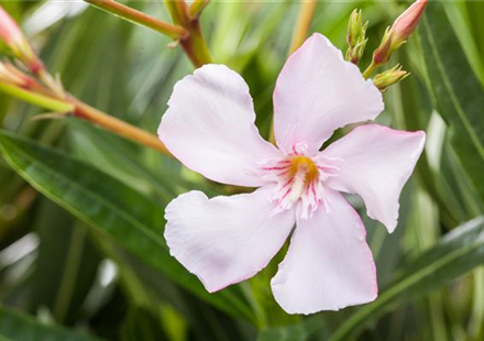 Oleander