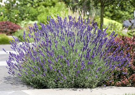 PFLANZE DES MONATS JUNI: LAVENDEL
