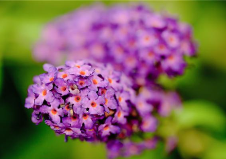 SOMMERFLIEDER