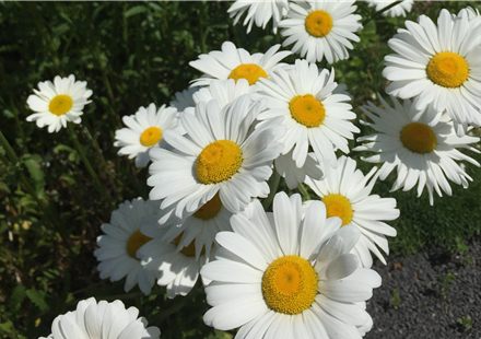 Sommermargerite