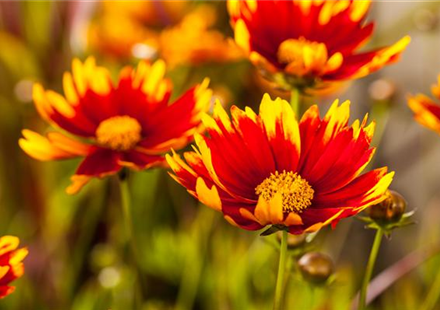 Kokardenblume