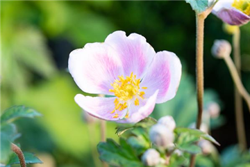 PFLANZE DES MONATS AUGUST: HERBSTANEMONE