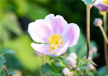 PFLANZE DES MONATS AUGUST: HERBSTANEMONE