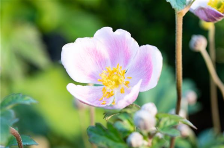 PFLANZE DES MONATS AUGUST: HERBSTANEMONE