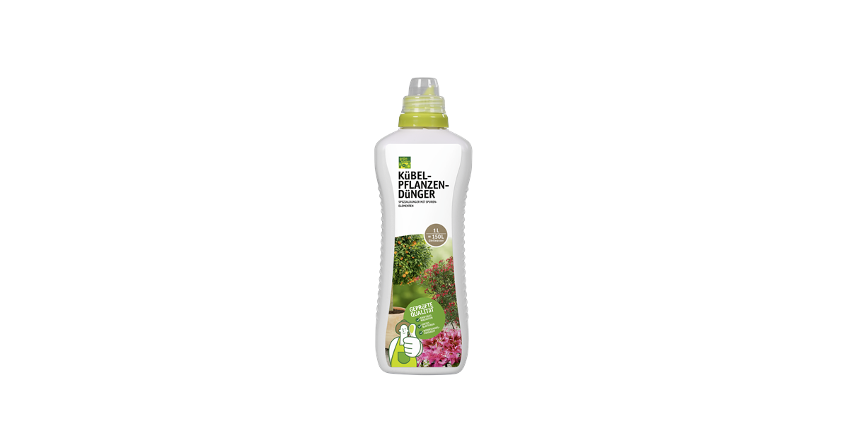 aloe vera düngen kaffee Kaffeepflanze in weißem Blumentopf - Coffea arabica