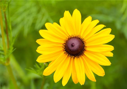 Sonnenhut Rudbeckia